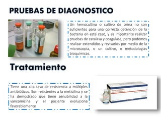 Un hemocultivo o cultivo de orina no son
suficientes para una correcta detención de la
bacteria en este caso, y es importante realizar
pruebas de catalasa y coagulasa, pero podemos
realizar extendidos y revisarlos por medio de la
microscopia, o un cultivo, o metodologias
bioquímicas.
Tiene una alta tasa de resistencia a múltiples
antibióticos. Son resistentes a la meticilina y se
ha demostrado que tiene sensibilidad a la
vancomicina y el paciente evoluciona
favorablemente