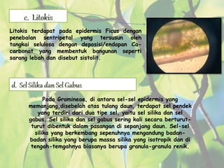 Litokis terdapat pada epidermis Ficus dengan 
penebalan sentripetal yang tersusun oleh 
tangkai selulosa dengan deposisi/endapan Ca-carbonat 
yang membentuk bangunan seperti 
sarang lebah dan disebut sistolit. 
Pada Gramineae, di antara sel-sel epidermis yang 
memanjang,disebelah atas tulang daun, terdapat sel pendek 
yang terdiri dari dua tipe sel, yaitu sel silika dan sel 
gabus. Sel silika dan sel gabus sering kali secara berturut-turut 
dibentuk dalam pasangan di sepanjang daun. Sel-sel 
silika yang berkembang sepenuhnya mengandung badan-badan 
silika yang berupa massa silika yang isotropik dan di 
tengah-temgahnya biasanya berupa granula-granula renik. 
 
