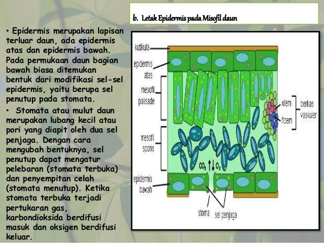 Epidermis