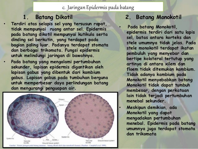 Epidermis Epidermis