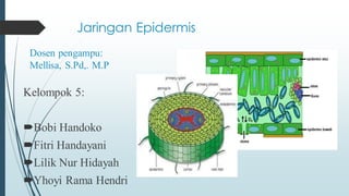 Jaringan Epidermis
Kelompok 5:
Bobi Handoko
Fitri Handayani
Lilik Nur Hidayah
Yhoyi Rama Hendri
Dosen pengampu:
Mellisa, S.Pd,. M.P
 