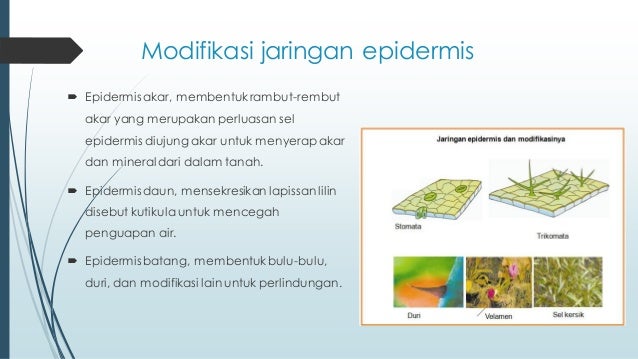 Gambar Epidermis Akar Gambar Bagian Tumbuhan