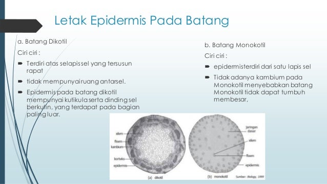 Epidermis
