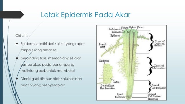 Epidermis Epidermis
