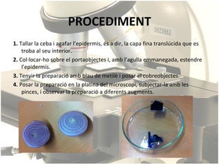 PROCEDIMENT
1. Tallar la ceba i agafar l’epidermis, és a dir, la capa fina translúcida que es
    troba al seu interior.
2. Col·locar-ho sobre el portaobjectes i, amb l’agulla emmanegada, estendre
    l’epidermis.
3. Tenyir la preparació amb blau de metilè i posar el cobreobjectes.
4. Posar la preparació en la platina del microscopi, subjectar-la amb les
    pinces, i observar la preparació a diferents augments.
 