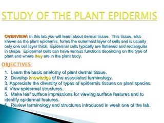 OBJECTIVES :   1.  Learn the basic anatomy of plant dermal tissue. 2.  Develop  knowledge  of the associated terminology. 3. Appreciate the diversity of types of epidermis tissues on plant species. 4. View epidermal structures. 5.  Make leaf surface impressions for viewing surface features and to identify epidermal features. 6.  Review terminology and structures introduced in week one of the lab. OVERVIEW:   In this lab you will learn about dermal tissue.  This tissue, also known as the plant epidermis, forms the outermost layer of cells and is usually only one cell layer thick.  Epidermal cells typically are flattened and rectangular in shape.  Epidermal cells can have various functions depending on the type of plant and where  they  are in the plant body. 