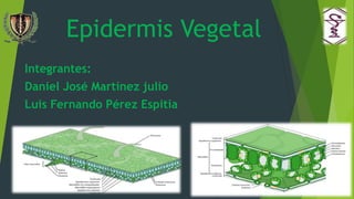 Epidermis Vegetal
Integrantes:
Daniel José Martínez julio
Luis Fernando Pérez Espitia
 