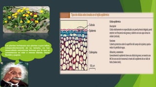 Las plantas herbáceas son plantas cuyos tallos,
independientemente de su tamaño, no han
desarrollado estructuras leñosas por lo que su
consistencia es más o menos blanda, tierna,
flexible y jugosa.
 