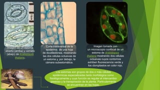 Imagen de un estoma
abierto (arriba) y cerrado
(abajo) de Arabidopsis
thaliana.
Corte transversal de la
epidermis de una hoja
de dicotiledónea, mostrando
las dos células oclusivas de
un estoma y, por debajo, la
cámara subestomática.
Imagen tomada con
un microscopio confocal de un
estoma de Arabidopsis
thaliana mostrando dos células
oclusivas cuyos contornos
exhiben fluorescencia verde y
los cloroplastos en color rojo.
Los estomas son grupos de dos o más células
epidérmicas especializadas tanto morfológica como
fisiológicamente y cuya función es regular el intercambio
gaseoso y la transpiración de la planta. Particularmente
se encuentran en las hojas.
 
