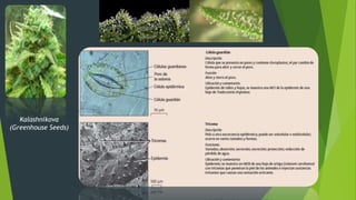 Kalashnikova
(Greenhouse Seeds)
 