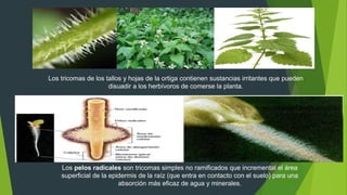 Los tricomas de los tallos y hojas de la ortiga contienen sustancias irritantes que pueden
disuadir a los herbívoros de comerse la planta.
Los pelos radicales son tricomas simples no ramificados que incremental el área
superficial de la epidermis de la raíz (que entra en contacto con el suelo) para una
absorción más eficaz de agua y minerales.
 