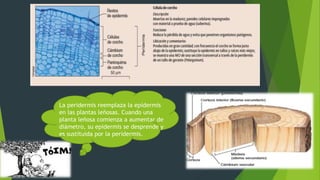 La peridermis reemplaza la epidermis
en las plantas leñosas. Cuando una
planta leñosa comienza a aumentar de
diámetro, su epidermis se desprende y
es sustituida por la peridermis.
 