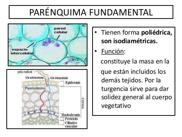 Epidermis y parenquima: estructura y funcion