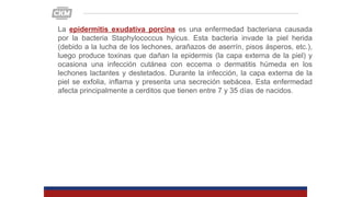 La epidermitis exudativa porcina es una enfermedad bacteriana causada
por la bacteria Staphylococcus hyicus. Esta bacteria invade la piel herida
(debido a la lucha de los lechones, arañazos de aserrín, pisos ásperos, etc.),
luego produce toxinas que dañan la epidermis (la capa externa de la piel) y
ocasiona una infección cutánea con eccema o dermatitis húmeda en los
lechones lactantes y destetados. Durante la infección, la capa externa de la
piel se exfolia, inflama y presenta una secreción sebácea. Esta enfermedad
afecta principalmente a cerditos que tienen entre 7 y 35 días de nacidos.
 