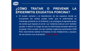 ¿CÓMO TRATAR O PREVENIR LA
EPIDERMITIS EXUDATIVA PORCINA?
● El lavado correcto y la desinfección de los espacios donde se
encuentran los cerdos puede evitar que la enfermedad se
mantenga presente en el ambiente y se propague al siguiente grupo
de cerdos que ingrese al corral. Los “sistemas todo-en-uno” también
ayudan a reducir el riesgo de que la enfermedad persista dentro de
la granja. Para cumplir con las medidas higiénicas pertinentes CKM
Perú recomienda realizar la limpieza en las instalaciones y equipos
de uso porcino con el producto CKM – DESIN.
 