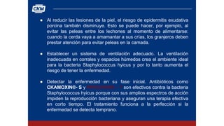 ● Al reducir las lesiones de la piel, el riesgo de epidermitis exudativa
porcina también disminuye. Esto se puede hacer, por ejemplo, al
evitar las peleas entre los lechones al momento de alimentarse:
cuando la cerda vaya a amamantar a sus crías, los granjeros deben
prestar atención para evitar peleas en la camada.
● Establecer un sistema de ventilación adecuado. La ventilación
inadecuada en corrales y espacios húmedos crea el ambiente ideal
para la bacteria Staphylococcus hyicus y por lo tanto aumenta el
riesgo de tener la enfermedad.
● Detectar la enfermedad en su fase inicial. Antibióticos como
CKAMOXIN®- S y PIRACIKIM® – T son efectivos contra la bacteria
Staphylococcus hyicus porque con sus amplios espectros de acción
impiden la reproducción bacteriana y aseguran una terapia efectiva
en corto tiempo. El tratamiento funciona a la perfección si la
enfermedad se detecta temprano.
 
