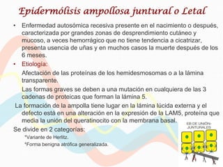 Epidermólisis ampollosa juntural o Letal
• Enfermedad autosómica recesiva presente en el nacimiento o después,
   caracterizada por grandes zonas de desprendimiento cutáneo y
   mucoso, a veces hemorrágico que no tiene tendencia a cicatrizar,
   presenta usencia de uñas y en muchos casos la muerte después de los
   6 meses.
• Etiología:
   Afectación de las proteínas de los hemidesmosomas o a la lámina
   transparente.
   Las formas graves se deben a una mutación en cualquiera de las 3
   cadenas de proteicas que forman la lámina 5.
 La formación de la ampolla tiene lugar en la lámina lúcida externa y el
   defecto está en una alteración en la expresión de la LAM5, proteína que
   media la unión del queratinocito con la membrana basal.
Se divide en 2 categorías:
    *Variante de Herlitz.
    *Forma benigna atrófica generalizada.
 