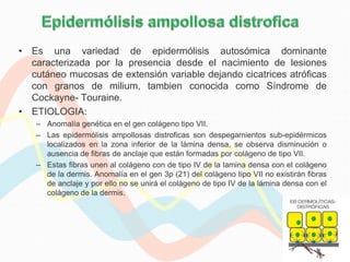 • Es una variedad de epidermólisis autosómica dominante
  caracterizada por la presencia desde el nacimiento de lesiones
  cutáneo mucosas de extensión variable dejando cicatrices atróficas
  con granos de milium, tambien conocida como Síndrome de
  Cockayne- Touraine.
• ETIOLOGIA:
   – Anomalía genética en el gen colágeno tipo VII.
   – Las epidermólisis ampollosas distroficas son despegamientos sub-epidérmicos
     localizados en la zona inferior de la lámina densa, se observa disminución o
     ausencia de fibras de anclaje que están formadas por colágeno de tipo VII.
   – Estas fibras unen al colágeno con de tipo IV de la lamina densa con el colágeno
     de la dermis. Anomalía en el gen 3p (21) del colágeno tipo VII no existirán fibras
     de anclaje y por ello no se unirá el colágeno de tipo IV de la lámina densa con el
     colágeno de la dermis.
 