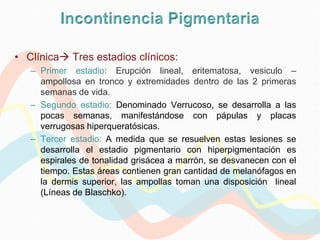• Clínica Tres estadios clínicos:
   – Primer estadio: Erupción lineal, eritematosa, vesiculo –
     ampollosa en tronco y extremidades dentro de las 2 primeras
     semanas de vida.
   – Segundo estadio: Denominado Verrucoso, se desarrolla a las
     pocas semanas, manifestándose con pápulas y placas
     verrugosas hiperqueratósicas.
   – Tercer estadio: A medida que se resuelven estas lesiones se
     desarrolla el estadio pigmentario con hiperpigmentación es
     espirales de tonalidad grisácea a marrón, se desvanecen con el
     tiempo. Estas áreas contienen gran cantidad de melanófagos en
     la dermis superior, las ampollas toman una disposición lineal
     (Líneas de Blaschko).
 