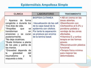 Epidermólisis Ampollosa Simple

        CLINICA                  LABORATORIO                TRATAMIENTO
                             BIOPSIA CUTANEA             AB en crema en las
* Aparece de forma                                      áreas abiertas.
congénita o durante los      -Vacualización de las cell Desinfección con
1ros días de vida.           de la capa basal de la     Clorhexidina al 0.2% y
*Ampollas      que     se    epidermis con citolisis.   povidona yodada y
transforman            en    Por tanto la separación    vendaje de las zonas
erosiones y se curan         se produce por encima      afectadas.
posteriormente.              de la lamina basal.        Vitamina E y cortico
*No deja cicatrices.                                    terapia en las formas
*Suele limitarse a planta                               graves.
de los pies y palma de                                  Reconstrucción plástica
las manos.                                              funcional.
*Gravedad depende de                                    Terapia física mínima
la      gravedad      del                               para mejorar las
traumatismo       y     la                              deformidades.
respuesta a éste.
 