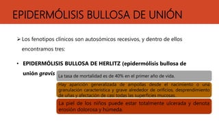 EPIDERMÓLISIS BULLOSA DE UNIÓN
Los fenotipos clínicos son autosómicos recesivos, y dentro de ellos
encontramos tres:
• EPIDERMÓLISIS BULLOSA DE HERLITZ (epidermólisis bullosa de
unión gravis La tasa de mortalidad es de 40% en el primer año de vida.
Hay aparición generalizada de ampollas desde el nacimiento o una
granulación característica y grave alrededor de orificios, desprendimiento
de uñas y afectación de casi todas las superficies mucosas.
La piel de los niños puede estar totalmente ulcerada y denota
erosión dolorosa y húmeda.
 