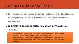 EPIDERMOLISIS BULLOSA DISTROFICA
 Se reconocen cuatro subtipos principales y todos provienen de mutaciones
del colágeno (fibrillas VII) de fijación de las cuales se describen dos a
continuación:
 EPIDERMÓLISIS BULLOSA DISTRÓFICA DOMINANTE (Cockayne-
Touraine) :
 El trastorno comienza en la lactancia o niñez temprana con aparición
de ampollas en zonas periféricas y distrofia ungueal
 Formación de cicatrices que pueden ser hipertróficas o hiperplásicas.
 Pocas veces hay lesiones en la boca, y los dientes por lo regular son
normales.
 