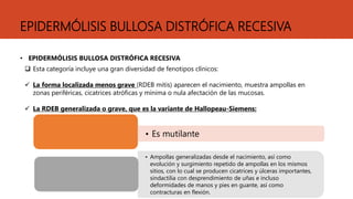 EPIDERMÓLISIS BULLOSA DISTRÓFICA RECESIVA
• EPIDERMÓLISIS BULLOSA DISTRÓFICA RECESIVA
 Esta categoría incluye una gran diversidad de fenotipos clínicos:
 La forma localizada menos grave (RDEB mitis) aparecen el nacimiento, muestra ampollas en
zonas periféricas, cicatrices atróficas y mínima o nula afectación de las mucosas.
 La RDEB generalizada o grave, que es la variante de Hallopeau-Siemens:
• Es mutilante
• Ampollas generalizadas desde el nacimiento, así como
evolución y surgimiento repetido de ampollas en los mismos
sitios, con lo cual se producen cicatrices y úlceras importantes,
sindactilia con desprendimiento de uñas e incluso
deformidades de manos y pies en guante, así como
contracturas en flexión.
 