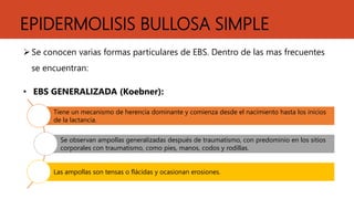 EPIDERMOLISIS BULLOSA SIMPLE
Se conocen varias formas particulares de EBS. Dentro de las mas frecuentes
se encuentran:
• EBS GENERALIZADA (Koebner):
Tiene un mecanismo de herencia dominante y comienza desde el nacimiento hasta los inicios
de la lactancia.
Se observan ampollas generalizadas después de traumatismo, con predominio en los sitios
corporales con traumatismo, como pies, manos, codos y rodillas.
Las ampollas son tensas o flácidas y ocasionan erosiones.
 