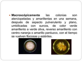  Macroscópicamente las colonias son
aterciopeladas y amarillentas en una semana,
después de aspecto pulverulento y plano,
umbilicadas con surcos, de color verde
amarillento a verde oliva, reverso amarillento con
centro naranja o amarillo parduzco, con el tiempo
se vuelven flocosas y estériles.
 