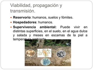 Viabilidad, propagación y
transmisión.
 Reservorio: humanos, suelos y fómites.
 Hospedadores: humanos.
 Supervivencia ambiental: Puede vivir en
distintas superficies, en el suelo, en el agua dulce
y salada y meses en escamas de la piel a
temperatura ambiente.
 