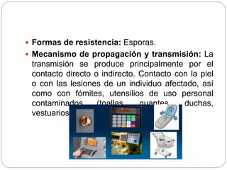  Formas de resistencia: Esporas.
 Mecanismo de propagación y transmisión: La
transmisión se produce principalmente por el
contacto directo o indirecto. Contacto con la piel
o con las lesiones de un individuo afectado, así
como con fómites, utensilios de uso personal
contaminados (toallas, guantes, duchas,
vestuarios)
 