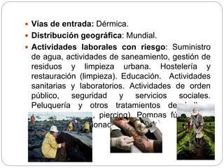  Vías de entrada: Dérmica.
 Distribución geográfica: Mundial.
 Actividades laborales con riesgo: Suministro
de agua, actividades de saneamiento, gestión de
residuos y limpieza urbana. Hostelería y
restauración (limpieza). Educación. Actividades
sanitarias y laboratorios. Actividades de orden
público, seguridad y servicios sociales.
Peluquería y otros tratamientos de belleza
(estética, tatuaje, piercing). Pompas fúnebres y
actividades relacionadas.
 