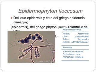 Epidermophyton floccosum
 Del latín epidermis y éste del griego epidermis
επιδερμις
(epidermis), del griego phytón φυτον (planta) y del
latín
floccus (vellón o copo de lana).
 