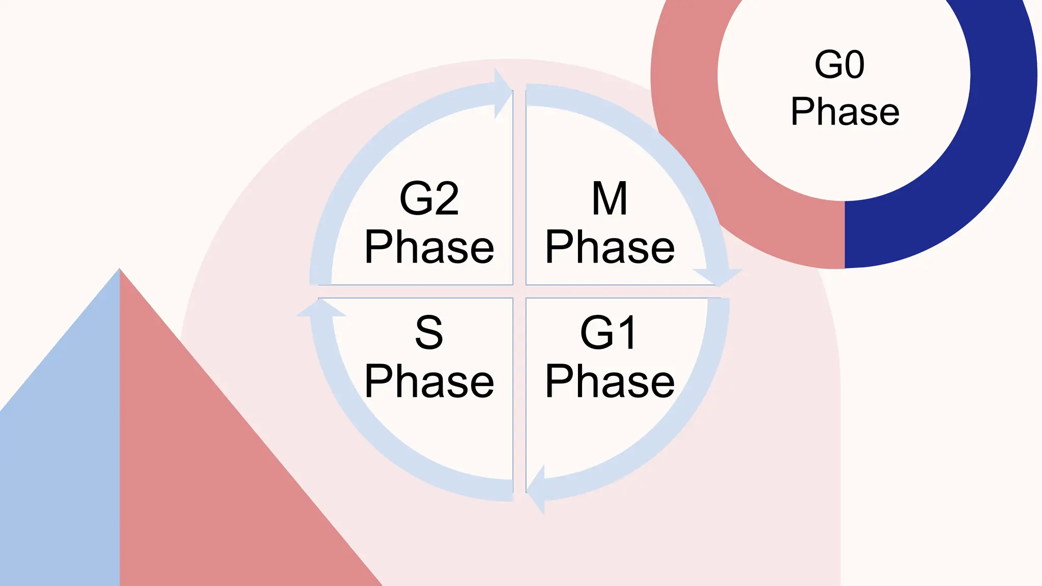 M
Phase
G1
Phase
S
Phase
G2
Phase
G0
Phase
 