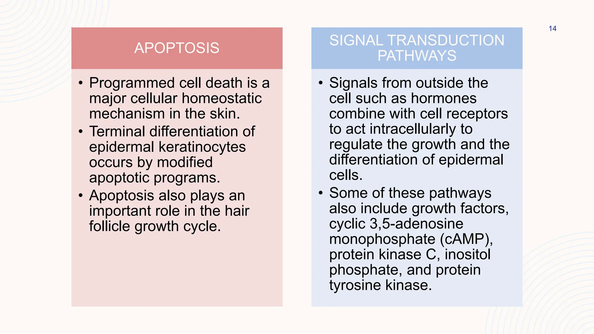 14
APOPTOSIS
• Programmed cell death is a
major cellular homeostatic
mechanism in the skin.
• Terminal differentiation of
epidermal keratinocytes
occurs by modified
apoptotic programs.
• Apoptosis also plays an
important role in the hair
follicle growth cycle.
SIGNAL TRANSDUCTION
PATHWAYS
• Signals from outside the
cell such as hormones
combine with cell receptors
to act intracellularly to
regulate the growth and the
differentiation of epidermal
cells.
• Some of these pathways
also include growth factors,
cyclic 3,5-adenosine
monophosphate (cAMP),
protein kinase C, inositol
phosphate, and protein
tyrosine kinase.
 