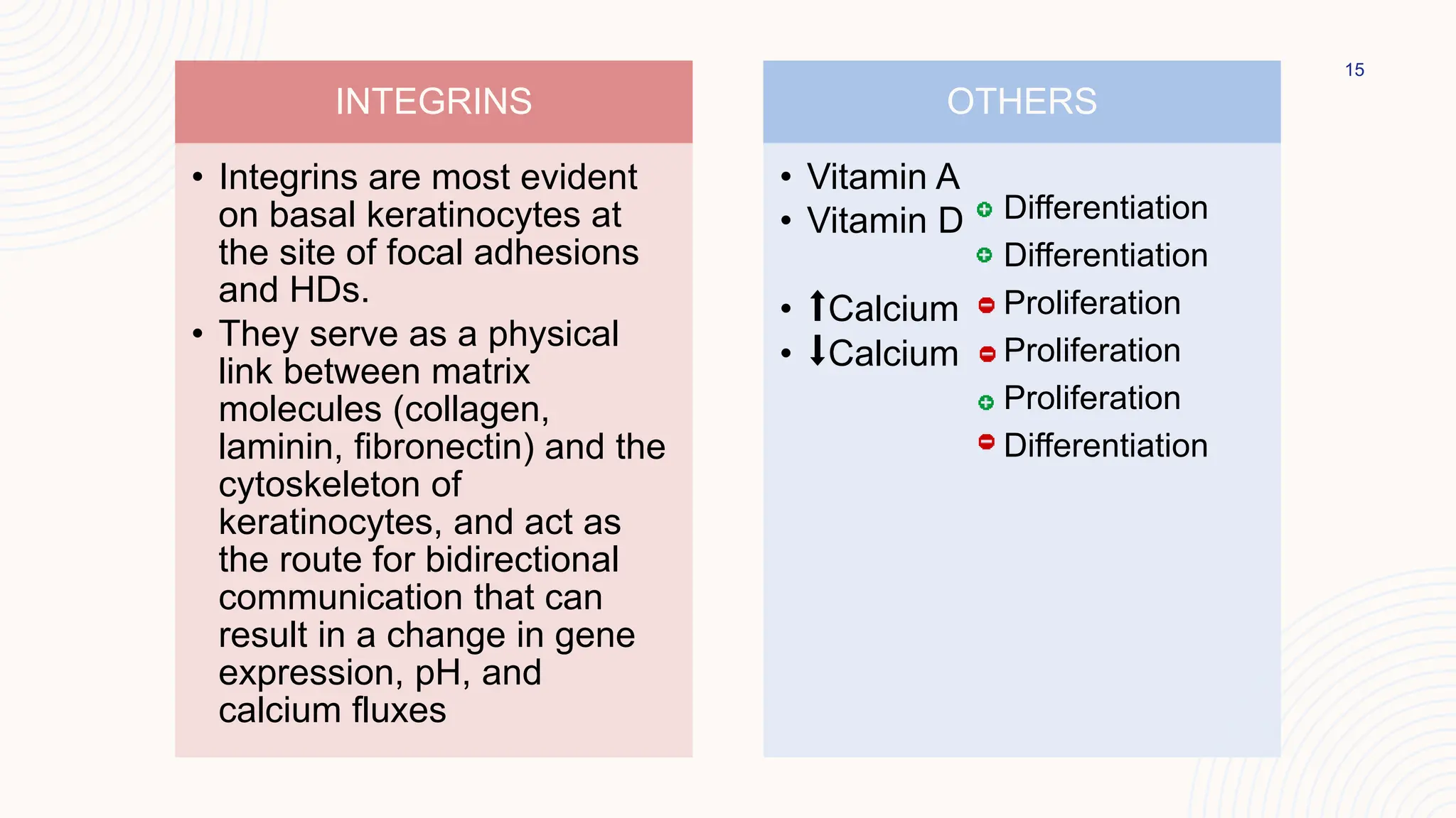 15
INTEGRINS
• Integrins are most evident
on basal keratinocytes at
the site of focal adhesions
and HDs.
• They serve as a physical
link between matrix
molecules (collagen,
laminin, fibronectin) and the
cytoskeleton of
keratinocytes, and act as
the route for bidirectional
communication that can
result in a change in gene
expression, pH, and
calcium fluxes
OTHERS
• Vitamin A
• Vitamin D
• ⬆️Calcium
• ⬇️Calcium
Differentiation
Differentiation
Proliferation
Proliferation
Proliferation
Differentiation
 