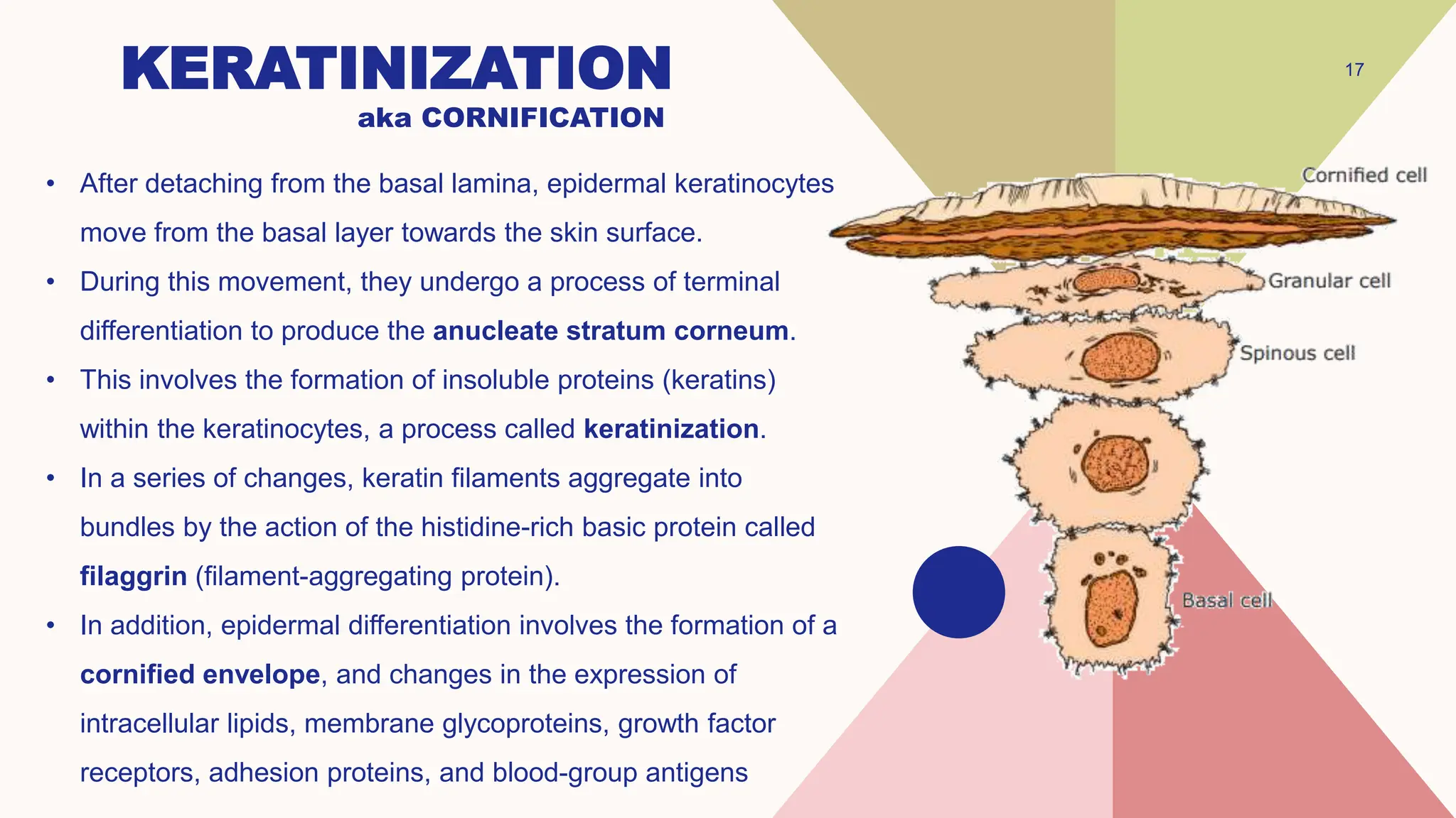 KERATINIZATION
• After detaching from the basal lamina, epidermal keratinocytes
move from the basal layer towards the skin surface.
• During this movement, they undergo a process of terminal
differentiation to produce the anucleate stratum corneum.
• This involves the formation of insoluble proteins (keratins)
within the keratinocytes, a process called keratinization.
• In a series of changes, keratin filaments aggregate into
bundles by the action of the histidine-rich basic protein called
filaggrin (filament-aggregating protein).
• In addition, epidermal differentiation involves the formation of a
cornified envelope, and changes in the expression of
intracellular lipids, membrane glycoproteins, growth factor
receptors, adhesion proteins, and blood-group antigens
17
aka CORNIFICATION
 