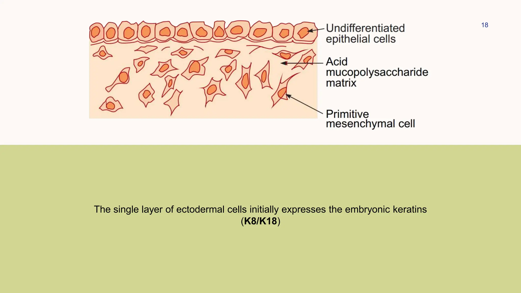 18
The single layer of ectodermal cells initially expresses the embryonic keratins
(K8/K18)
 