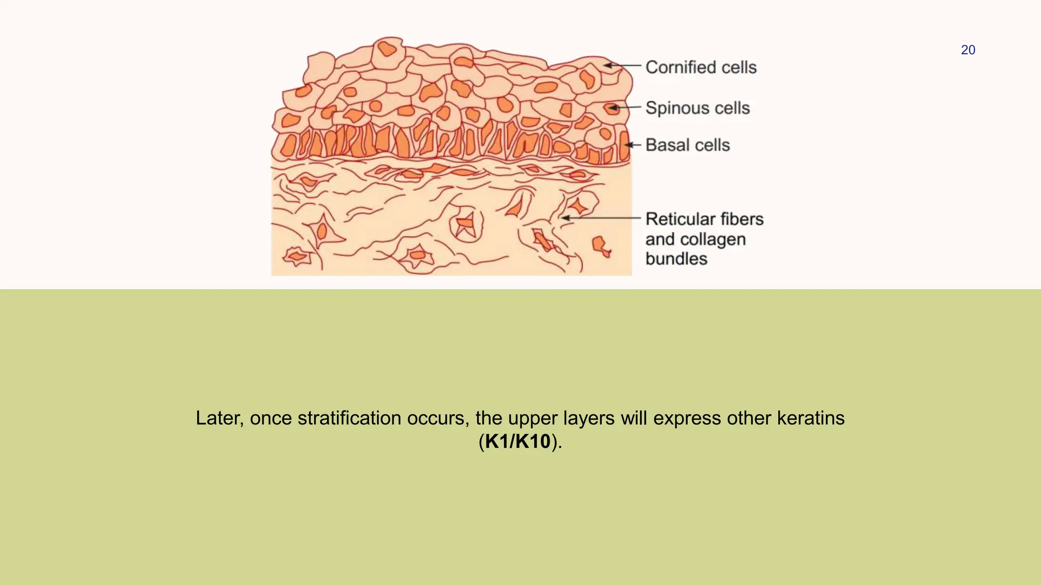 20
Later, once stratification occurs, the upper layers will express other keratins
(K1/K10).
 