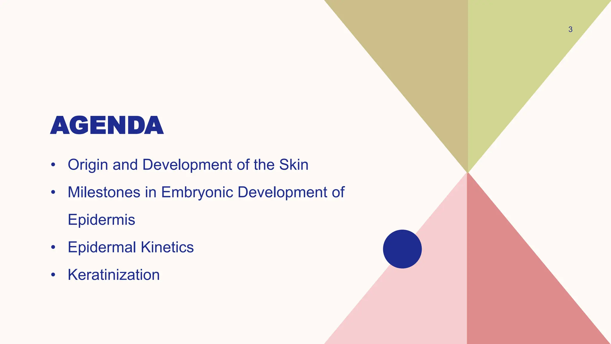 AGENDA
• Origin and Development of the Skin
• Milestones in Embryonic Development of
Epidermis
• Epidermal Kinetics
• Keratinization
3
 