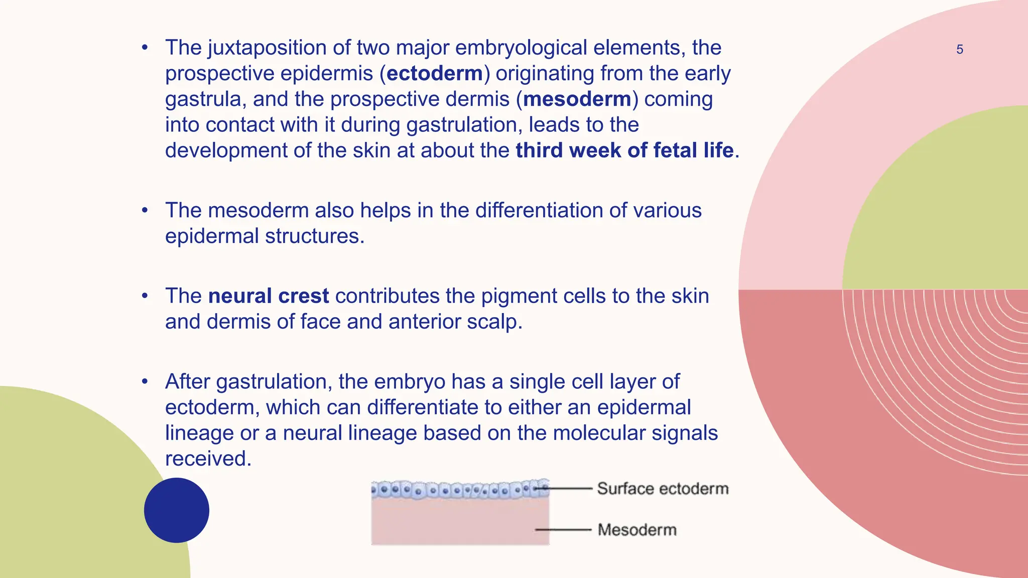 5
• The juxtaposition of two major embryological elements, the
prospective epidermis (ectoderm) originating from the early
gastrula, and the prospective dermis (mesoderm) coming
into contact with it during gastrulation, leads to the
development of the skin at about the third week of fetal life.
• The mesoderm also helps in the differentiation of various
epidermal structures.
• The neural crest contributes the pigment cells to the skin
and dermis of face and anterior scalp.
• After gastrulation, the embryo has a single cell layer of
ectoderm, which can differentiate to either an epidermal
lineage or a neural lineage based on the molecular signals
received.
 