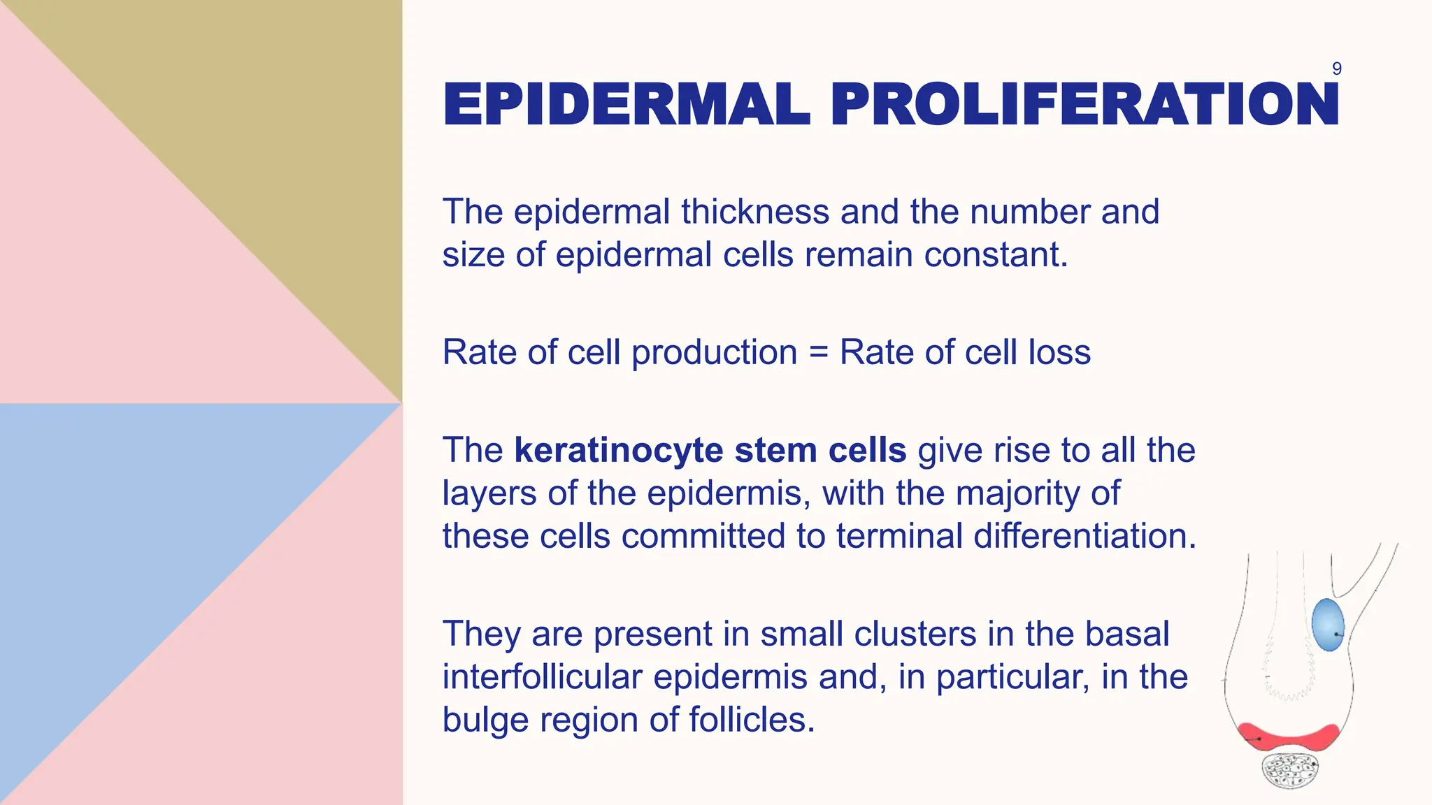 EPIDERMAL PROLIFERATION
The epidermal thickness and the number and
size of epidermal cells remain constant.
Rate of cell production = Rate of cell loss
The keratinocyte stem cells give rise to all the
layers of the epidermis, with the majority of
these cells committed to terminal differentiation.
They are present in small clusters in the basal
interfollicular epidermis and, in particular, in the
bulge region of follicles.
9
 