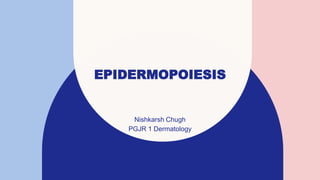 EPIDERMOPOIESIS
Nishkarsh Chugh
PGJR 1 Dermatology
 