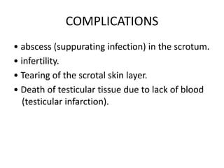 COMPLICATIONS
• abscess (suppurating infection) in the scrotum.
• infertility.
• Tearing of the scrotal skin layer.
• Death of testicular tissue due to lack of blood
(testicular infarction).
 