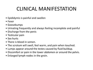 CLINICAL MANIFESTATION
• Epididymis is painful and swollen
• Fever
• Goosebumps
• Urinating frequently and always feeling incomplete and painful
• Discharge from the penis
• Testicular pain
• Sex hurts
• There is blood in semen.
• The scrotum will swell, feel warm, and pain when touched.
• Lumps appear around the testes caused by fluid buildup.
• Discomfort or pain in the lower abdomen or around the pelvis.
• Enlarged lymph nodes in the groin.
 