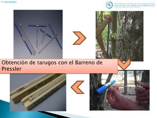 P. Hernández
Obtención de tarugos con el Barreno de
Pressler
 