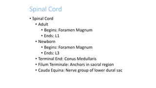 Spinal Cord
• Spinal Cord
• Adult
• Begins: Foramen Magnum
• Ends: L1
• Newborn
• Begins: Foramen Magnum
• Ends: L3
• Terminal End: Conus Medullaris
• Filum Terminale: Anchors in sacral region
• Cauda Equina: Nerve group of lower dural sac
 