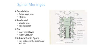 Spinal Meninges
 Dura Mater
◦ Outer most layer
◦ Fibrous
 Arachnoid
◦ Middle layer
◦ Non-vascular
 Pia
◦ Inner most layer
◦ Highly vascular
 Sub Arachnoid Space
◦ Lies between the arachnoid
and pia
 