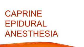 CAPRINE
EPIDURAL
ANESTHESIA
 