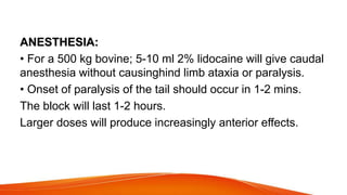 ANESTHESIA:
• For a 500 kg bovine; 5-10 ml 2% lidocaine will give caudal
anesthesia without causinghind limb ataxia or paralysis.
• Onset of paralysis of the tail should occur in 1-2 mins.
The block will last 1-2 hours.
Larger doses will produce increasingly anterior effects.
 